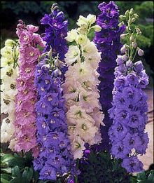 DELPHINIUM – Outside Wholesale Flowers