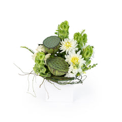 Neutral White & Green Boxed