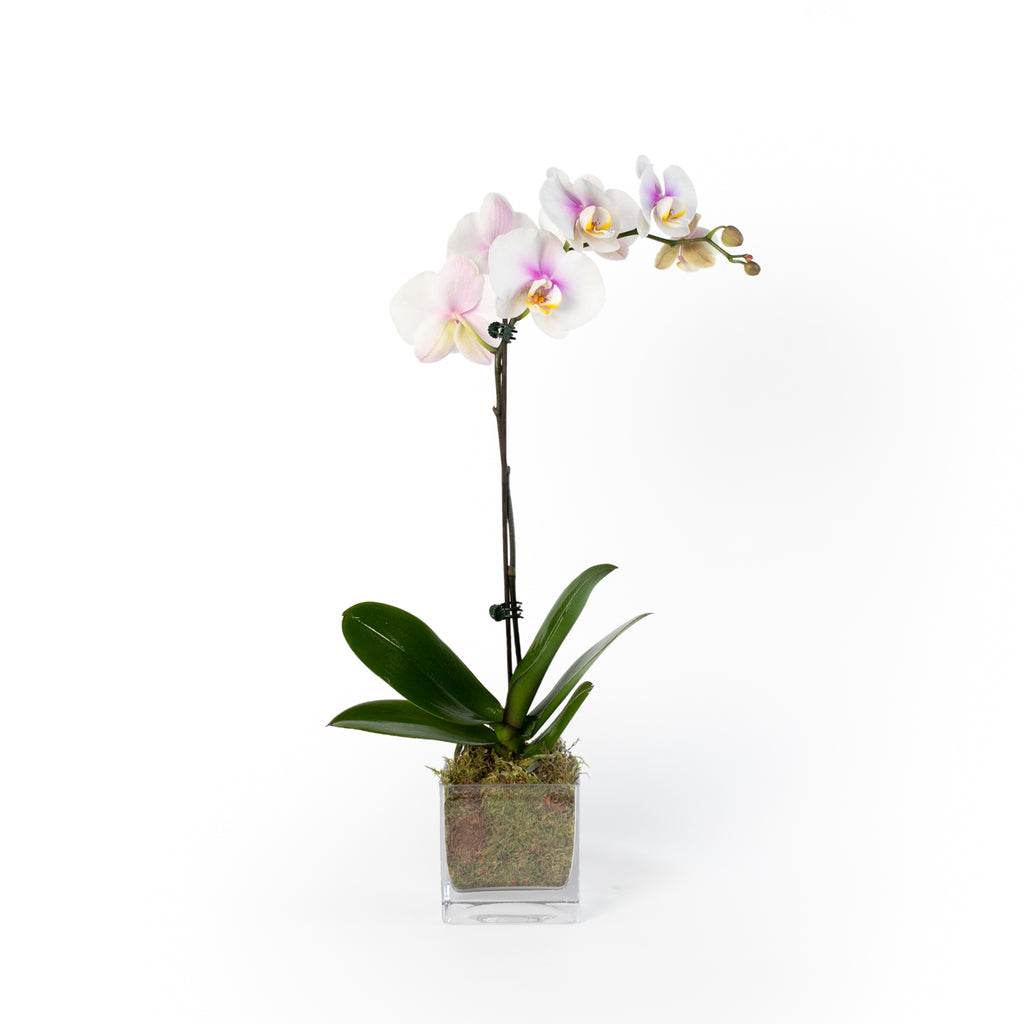 Potted Orchids