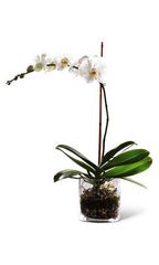 POTED ORCHID IN VASE (SMALL)