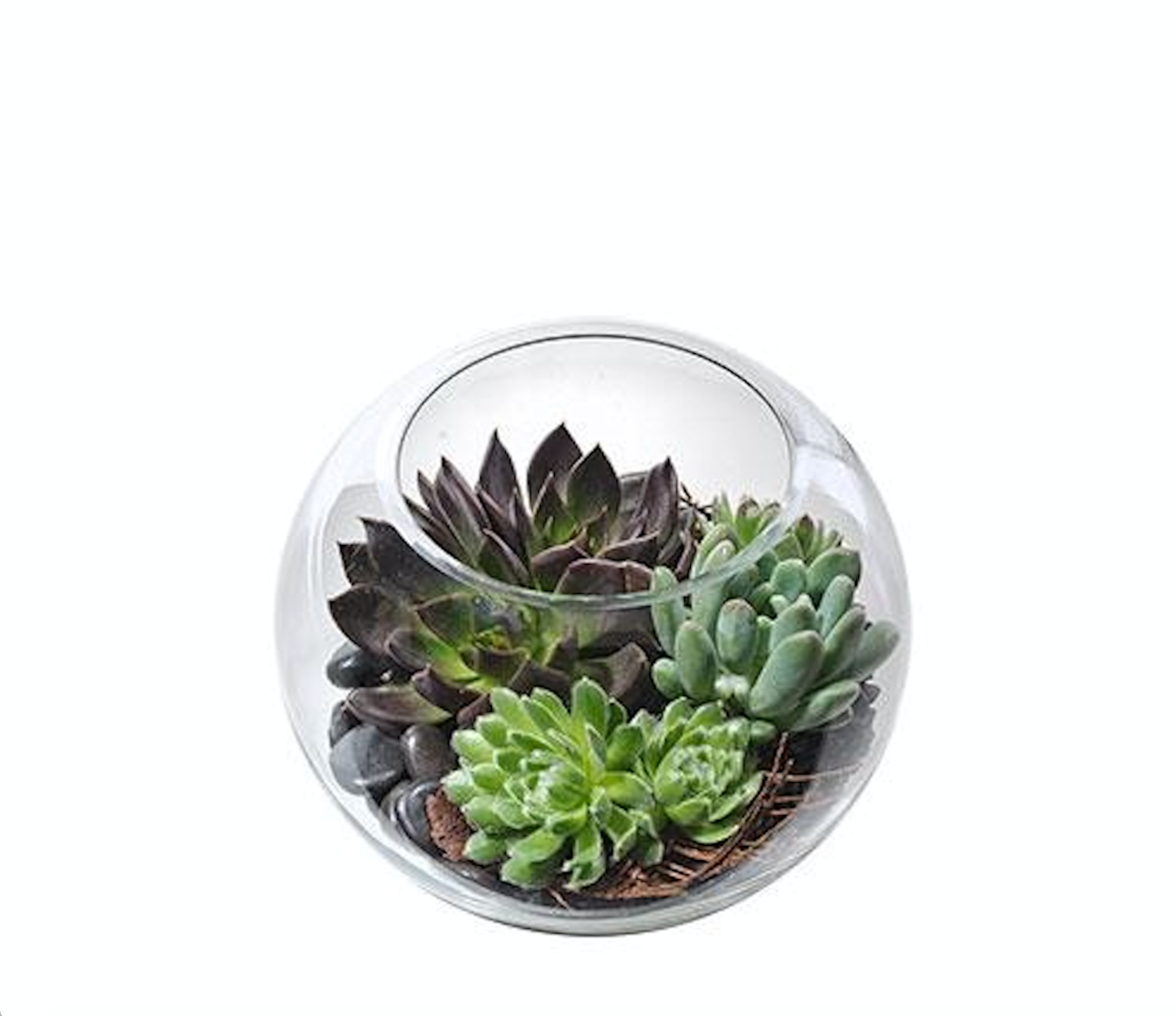 Potted Succulent Bowls