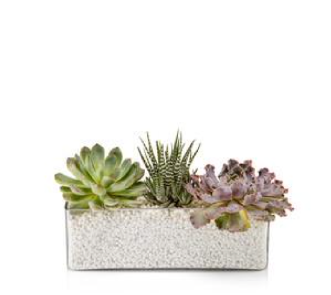 Potted Succulent Bowls