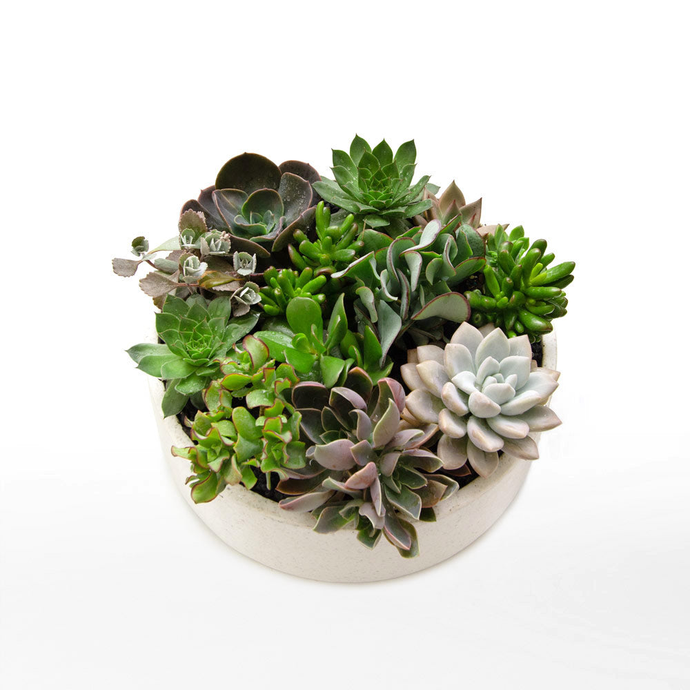 Potted Succulent Bowls