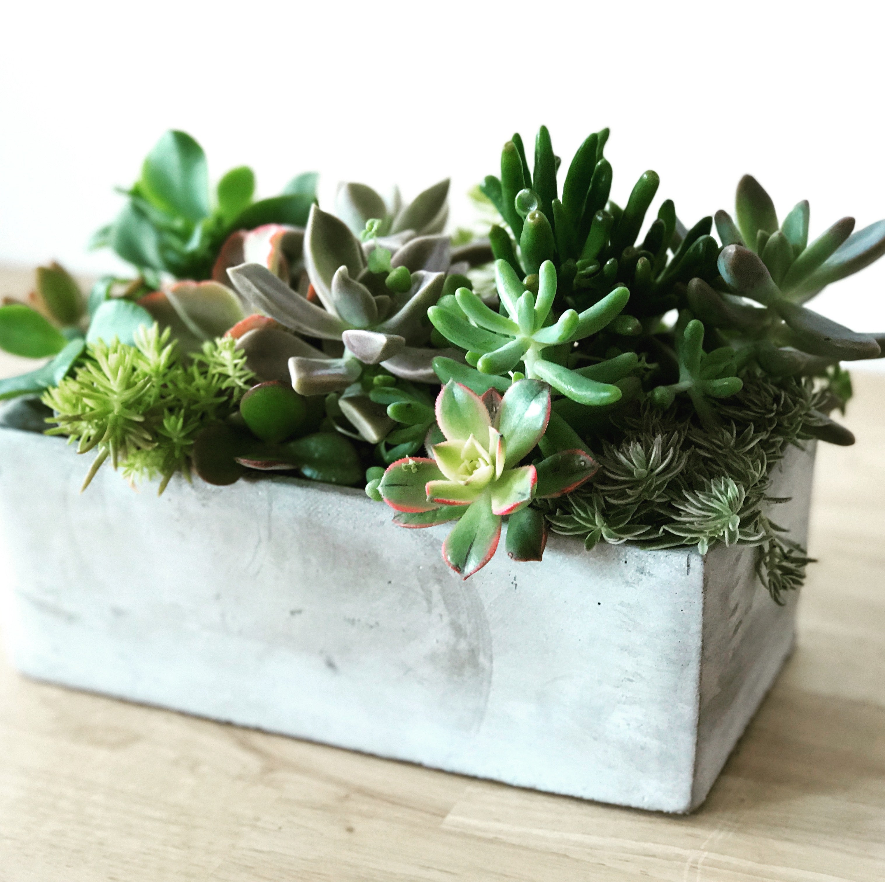 Potted Succulent Bowls