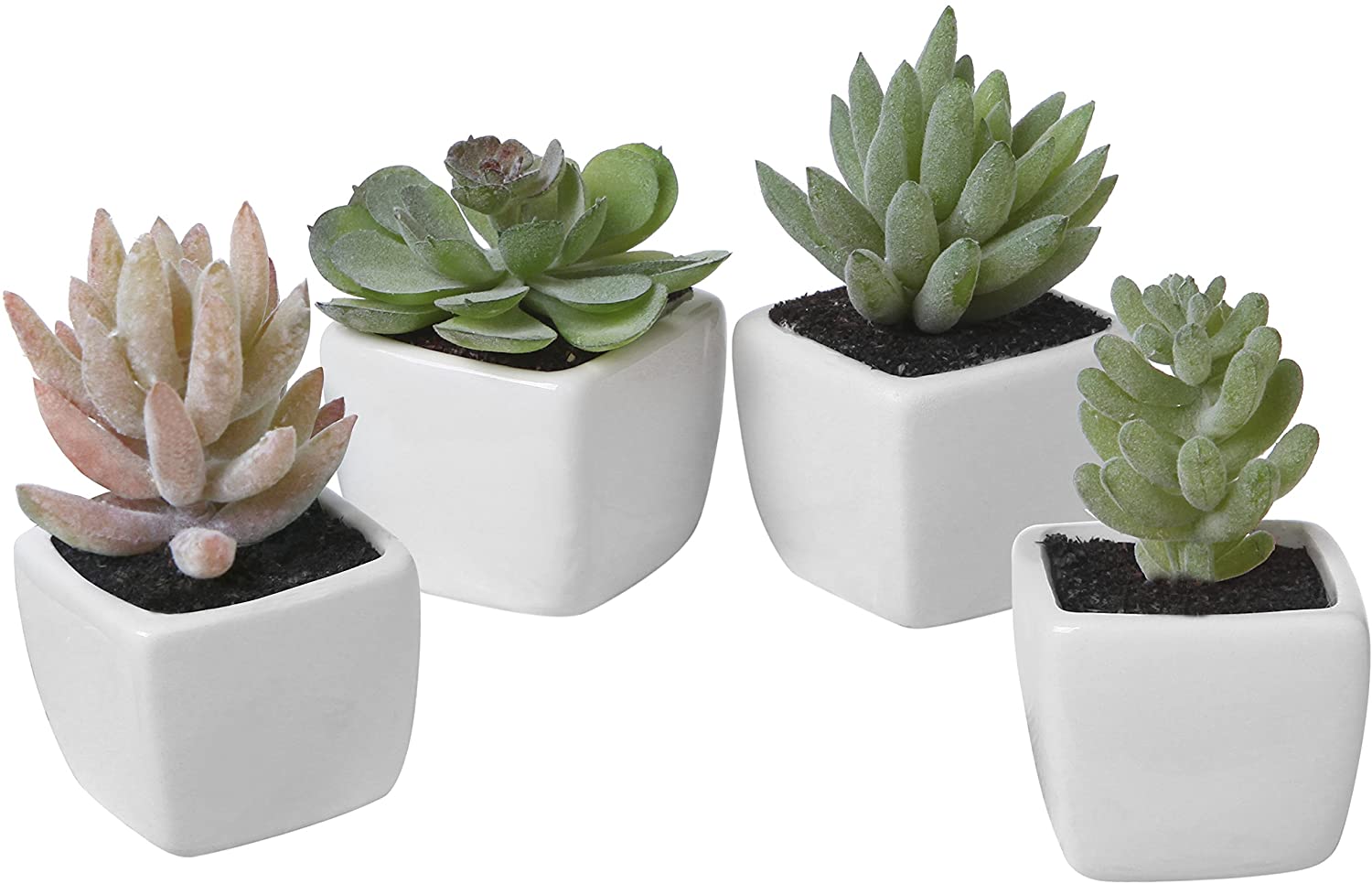 Potted Succulent Bowls
