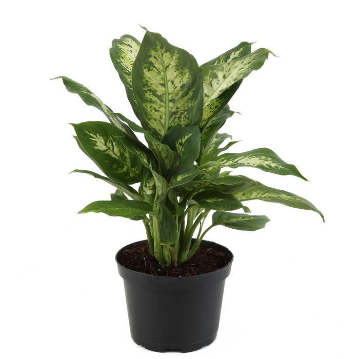 MEDIUM HOUSE PLANTS