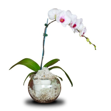 POTTED ORCHID IN VASE (LARGE)