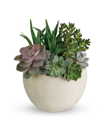 Potted Succulent Bowls